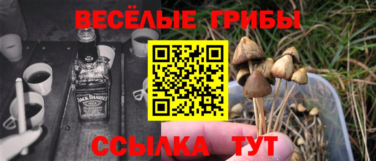 Шарыпово  Галлюциногенные грибы Cubensis  Вход с VPN 